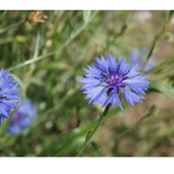 Sachet de graines - Maitre préféré | LA FABRIQUE À SACHETS