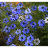 Sachet de graines - ATSEM adorée | LA FABRIQUE À SACHETS